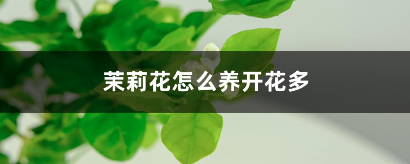 茉莉花怎么养开花多 茉莉花怎么养开花多
