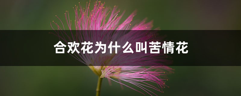 合欢花为什么叫苦情花 合欢花为什么叫苦情花