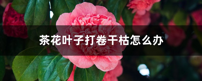 茶花叶子打卷干枯怎么办 茶花叶子打卷干枯怎么办