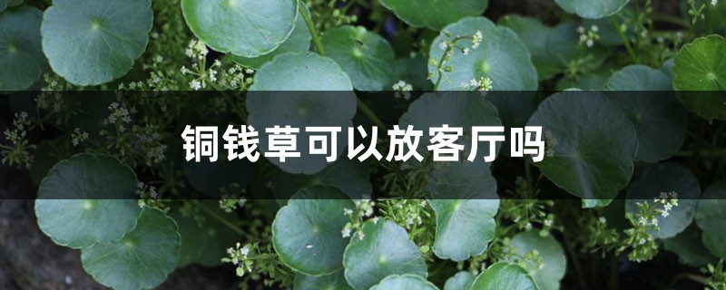 铜钱草可以放客厅吗 铜钱草可以放客厅吗