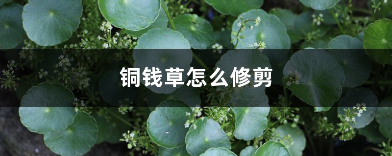 铜钱草怎么修剪 铜钱草怎么修剪