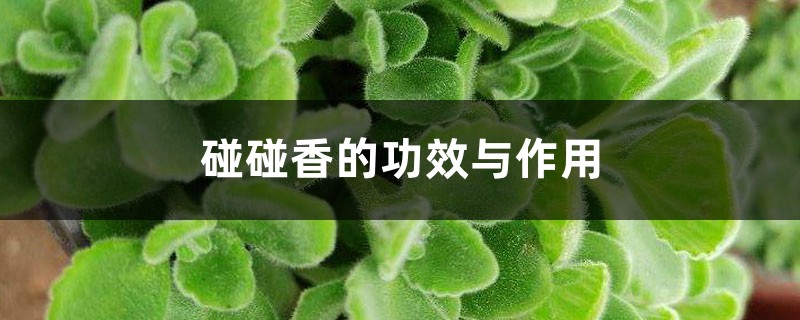 碰碰香的功效与作用 碰碰香的功效与作用