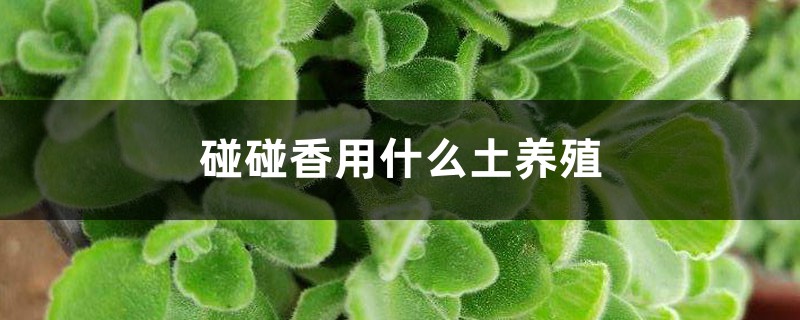 碰碰香用什么土养殖 碰碰香用什么土养殖