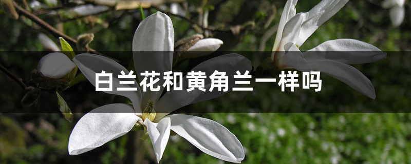 白兰花和黄角兰一样吗? 白兰花和黄角兰一样吗?