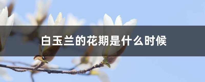 白玉兰的花期是什么时候 白玉兰的花期是什么时候