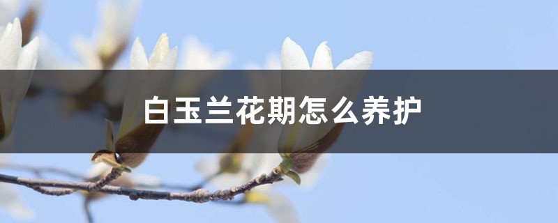 白玉兰花期怎么养护 白玉兰花期怎么养护