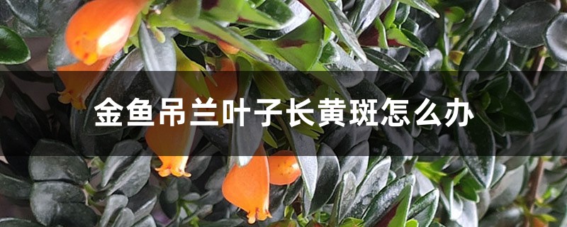 金鱼吊兰叶子长黄斑怎么办 金鱼吊兰叶子长黄斑怎么办