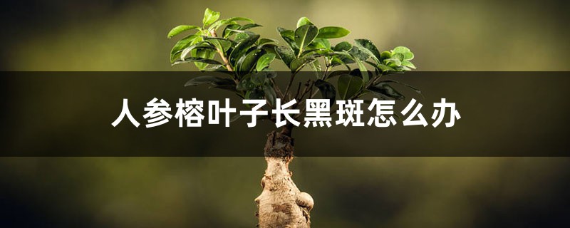 人参榕叶子长黑斑怎么办 人参榕叶子长黑斑怎么办