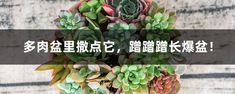 多肉盆里撒点它,蹭蹭蹭长爆盆! 多肉盆里撒点它,蹭蹭蹭长爆盆!