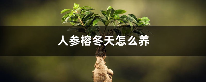 人参榕冬天怎么养 人参榕冬天怎么养