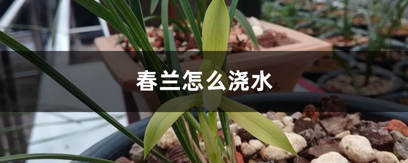 春兰怎么浇水 春兰怎么浇水