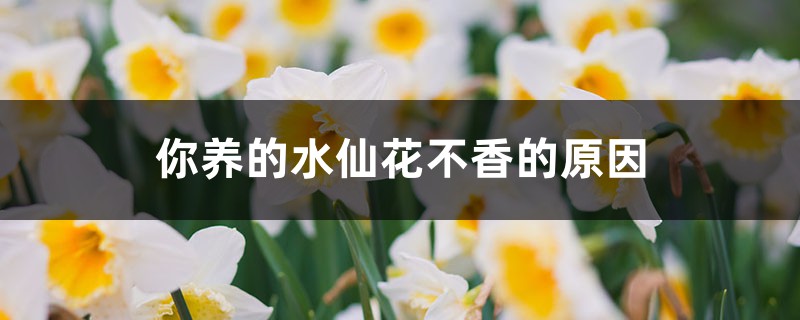 你养的水仙花不香的原因 你养的水仙花不香的原因