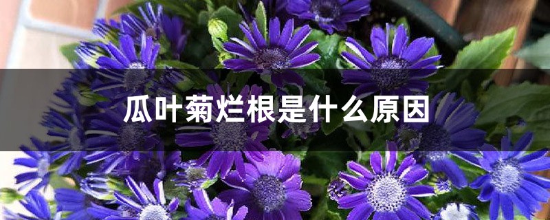 瓜叶菊烂根是什么原因 瓜叶菊烂根是什么原因