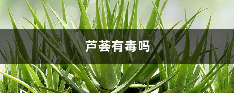 芦荟有毒吗 芦荟有毒吗