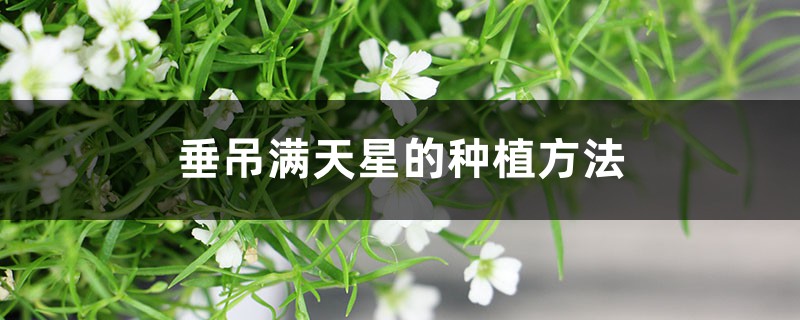 垂吊满天星的种植方法 垂吊满天星的种植方法