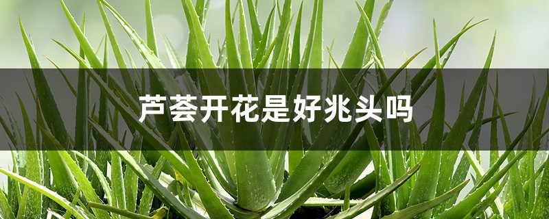 芦荟开花是好兆头吗 芦荟开花是好兆头吗