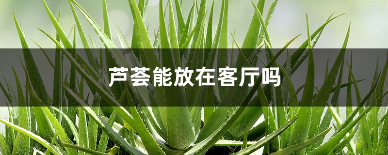 芦荟能放在客厅吗 芦荟能放在客厅吗