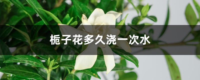 栀子花多久浇一次水 栀子花多久浇一次水