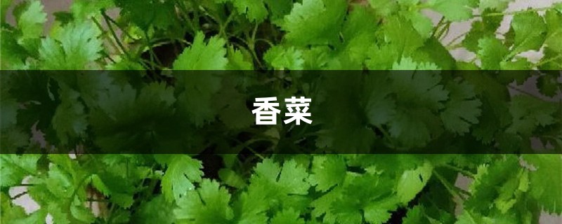 婆婆买了1盆花,公公非说是香菜要给吃了,拦都拦不住! 婆婆买了1盆花,公公非说是香菜要给吃了,拦都拦不住!