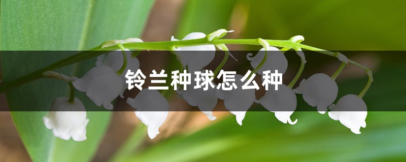 铃兰种球怎么种