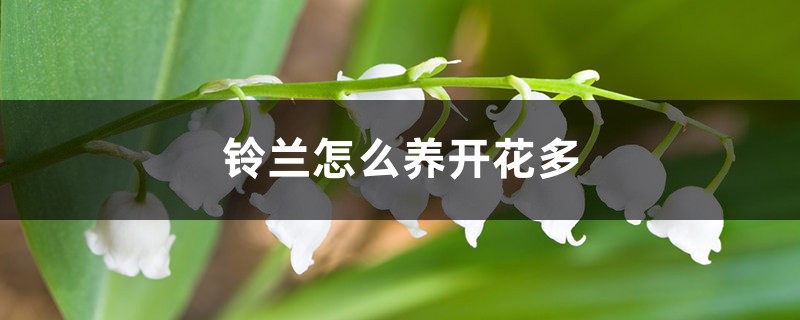 铃兰怎么养开花多