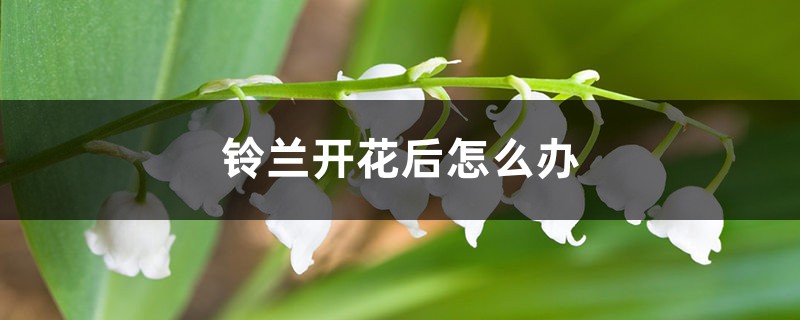 铃兰开花后怎么办 铃兰开花后怎么办
