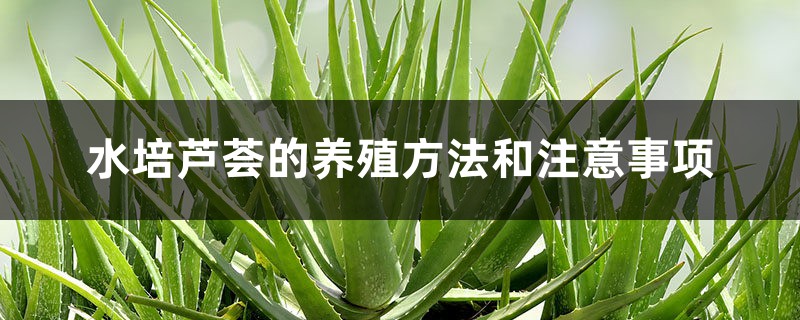 水培芦荟的养殖方法和注意事项 水培芦荟的养殖方法和注意事项