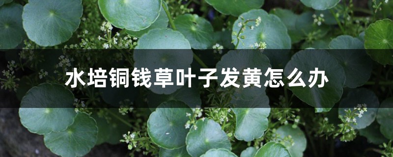 水培铜钱草叶子发黄怎么办 水培铜钱草叶子发黄怎么办