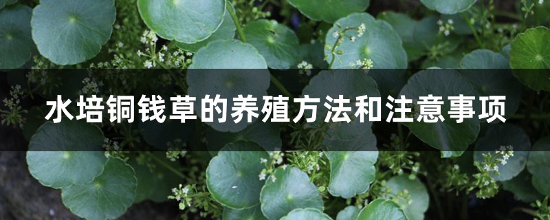 水培铜钱草的养殖方法和注意事项 水培铜钱草的养殖方法和注意事项