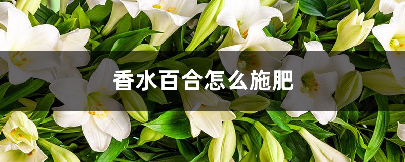 香水百合怎么施肥 香水百合怎么施肥