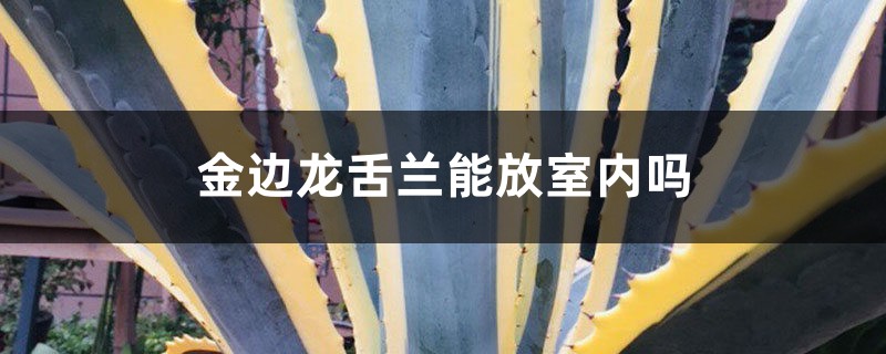 金边龙舌兰能放室内吗 金边龙舌兰能放室内吗