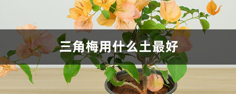 三角梅用什么土最好 三角梅用什么土最好