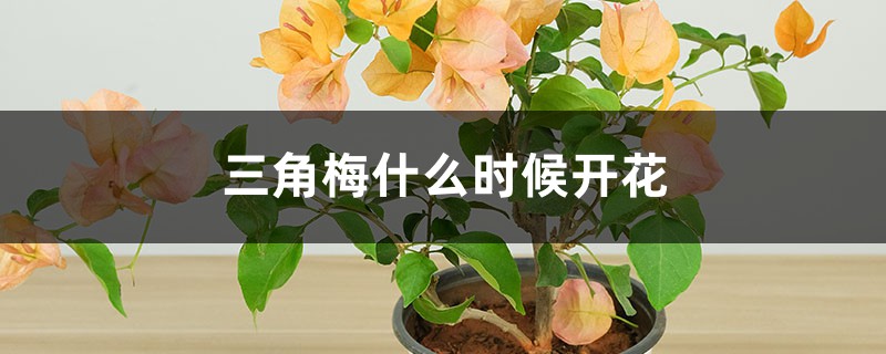 三角梅什么时候开花 三角梅什么时候开花