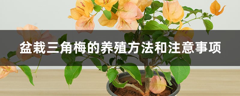 盆栽三角梅的养殖方法和注意事项 盆栽三角梅的养殖方法和注意事项