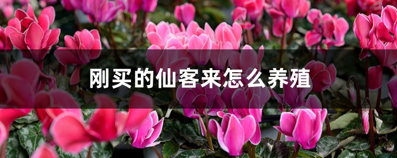 刚买的仙客来怎么养殖 刚买的仙客来怎么养殖