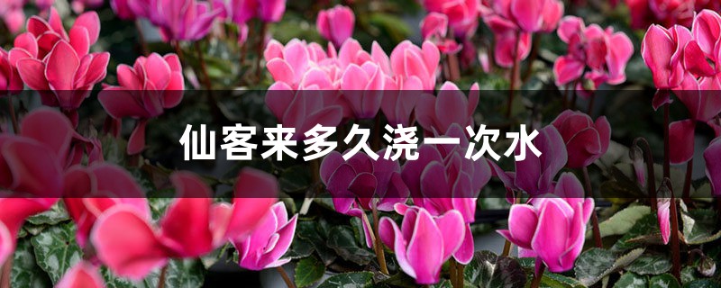 仙客来多久浇一次水 仙客来多久浇一次水