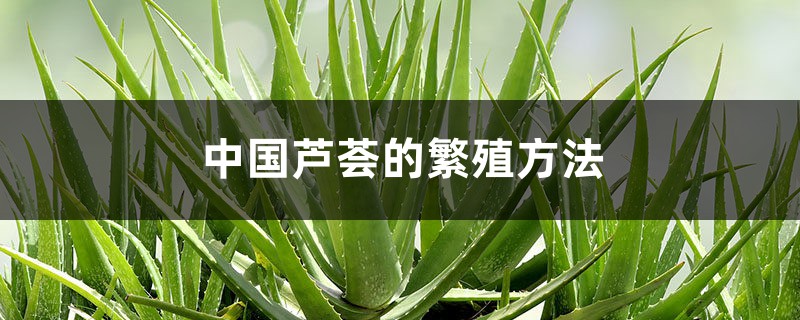 中国芦荟的繁殖方法 中国芦荟的繁殖方法