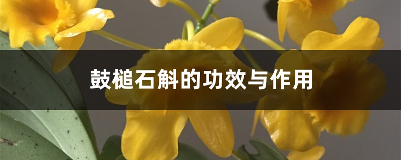 鼓槌石斛的功效与作用 鼓槌石斛的功效与作用