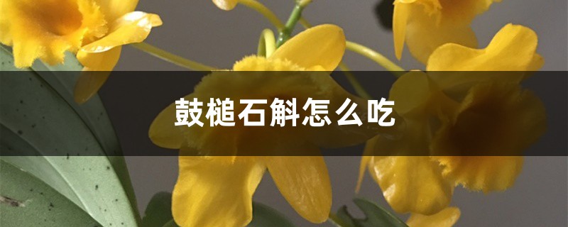 鼓槌石斛怎么吃 鼓槌石斛怎么吃
