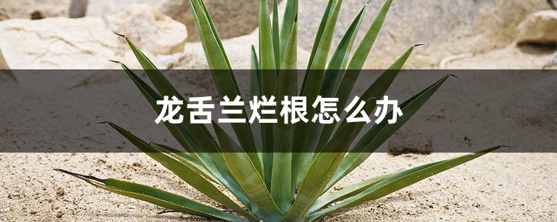 龙舌兰烂根怎么办 龙舌兰烂根怎么办