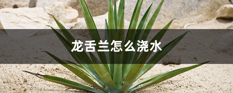 龙舌兰怎么浇水 龙舌兰怎么浇水