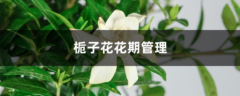 栀子花花期管理 栀子花花期管理