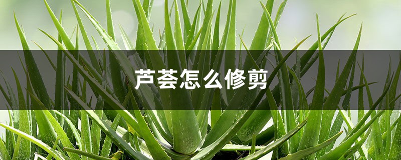芦荟怎么修剪 芦荟怎么修剪
