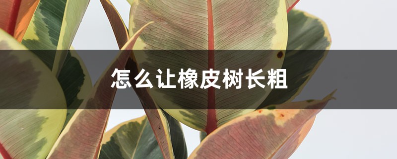 怎么让橡皮树长粗 怎么让橡皮树长粗