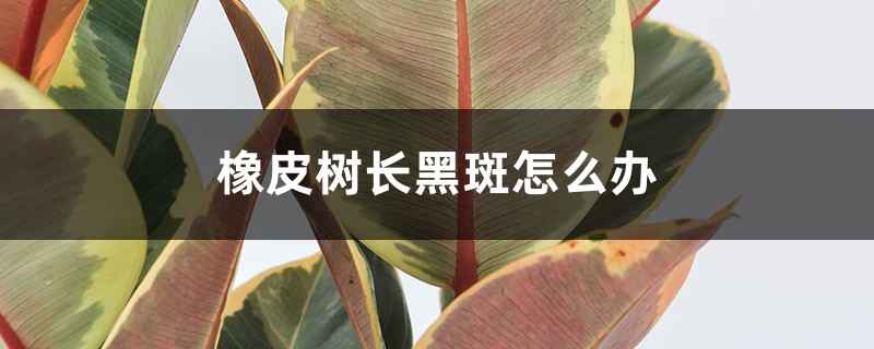 橡皮树长黑斑怎么办 橡皮树长黑斑怎么办