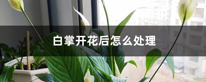 白掌开花后怎么处理 白掌开花后怎么处理