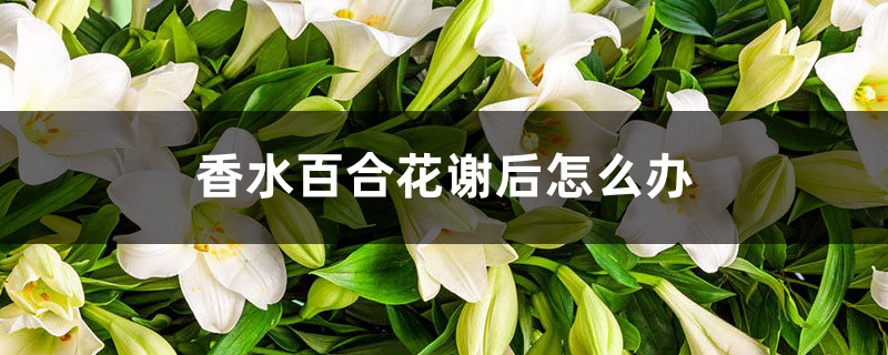 香水百合花谢后怎么办 香水百合花谢后怎么办