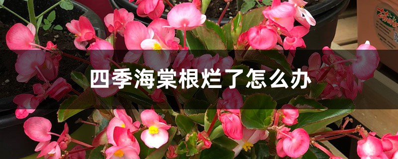 四季海棠根烂了怎么办 四季海棠根烂了怎么办