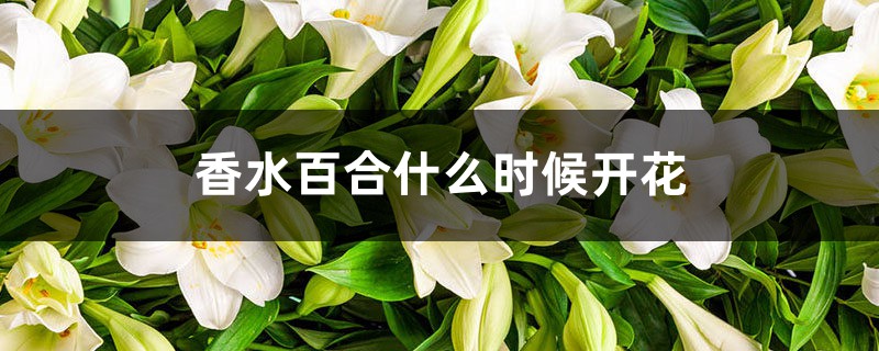 香水百合什么时候开花 香水百合什么时候开花