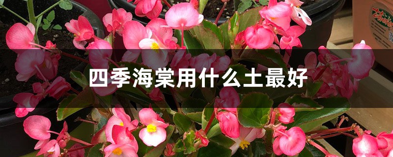 四季海棠用什么土最好 四季海棠用什么土最好